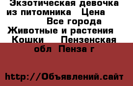 Экзотическая девочка из питомника › Цена ­ 25 000 - Все города Животные и растения » Кошки   . Пензенская обл.,Пенза г.
